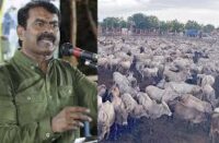 சீமானின் மாடு மேய்க்கும் திட்டத்திற்கு அனுமதி மறுப்பு
